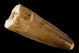 Bargain, Spinosaurus Tooth - Real Dinosaur Tooth #153980-1